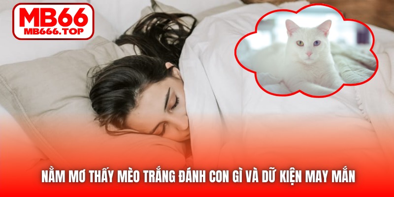 Nằm mơ thấy mèo trắng đánh con gì và dữ kiện may mắn